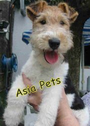 Fox Terrier   Puppies  For Sale  ® 9911293906 